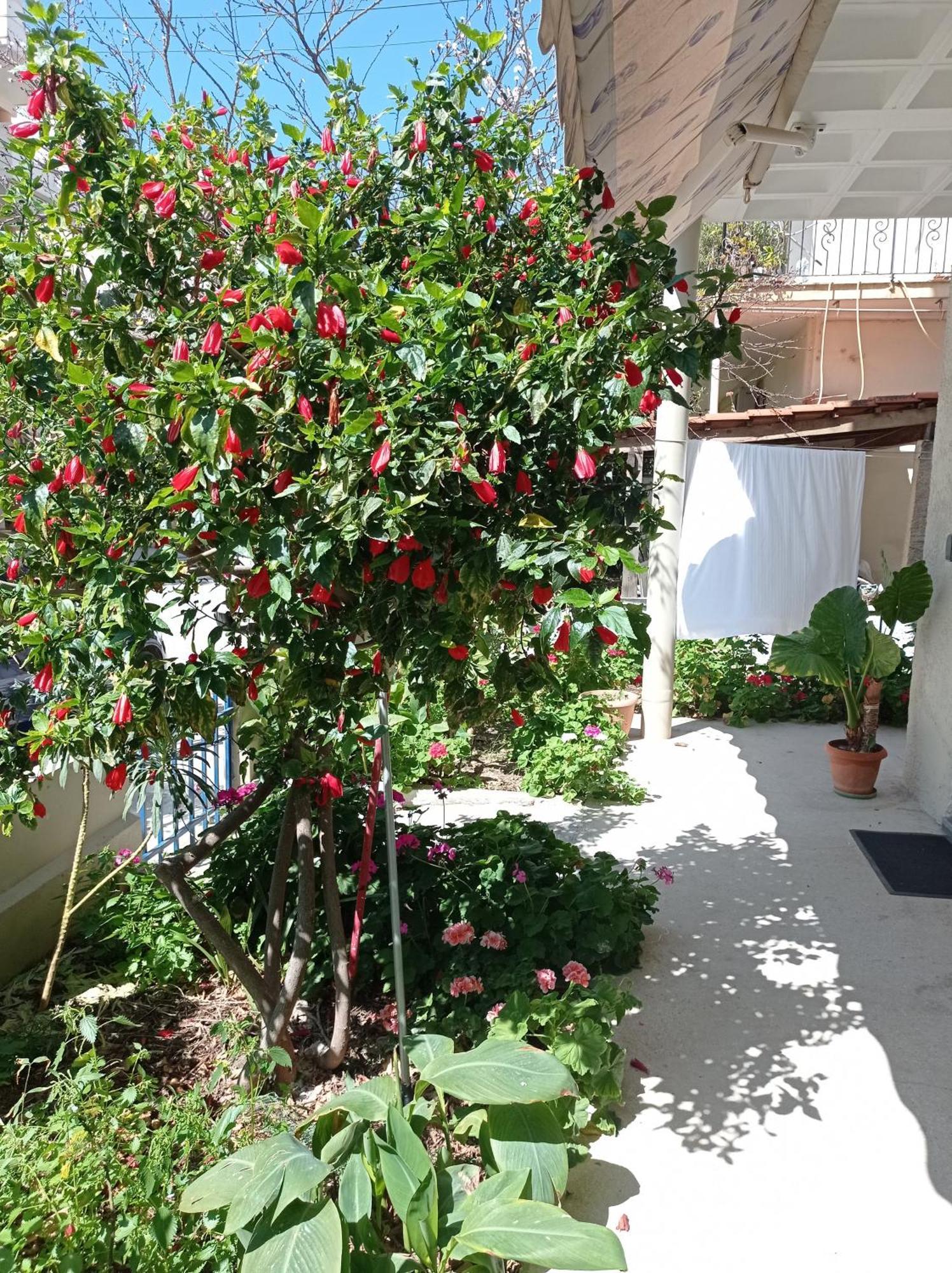 Tasos Seagull Apartments Chania  Exterior photo